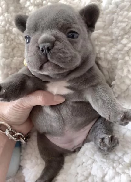 regalo cuccioli di cane a bulldog francese