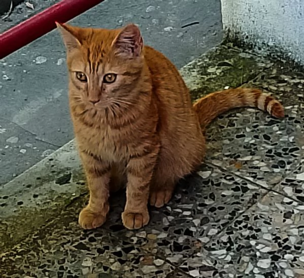 Questo dolce micino cerca casa!  | Foto 0