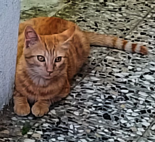 Questo dolce micino cerca casa! 