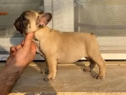 cuccioli di bouledogue francese | Foto 0