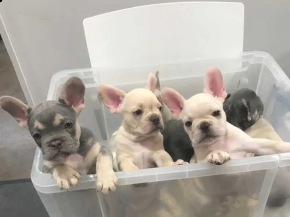 cuccioli di bouledogue francese