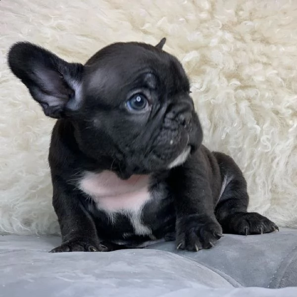 i bellissimi cuccioli di bulldog francese  | Foto 2