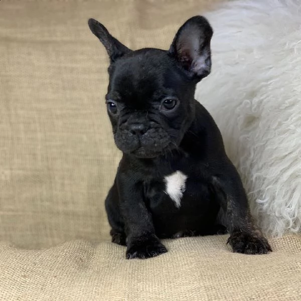 i bellissimi cuccioli di bulldog francese  | Foto 1