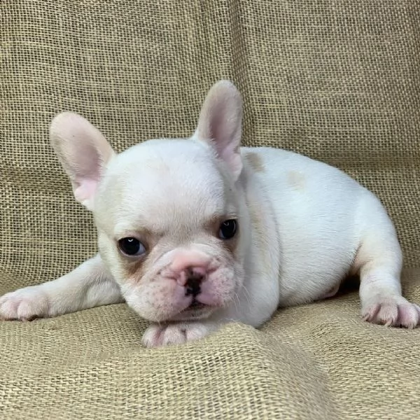 i bellissimi cuccioli di bulldog francese  | Foto 0