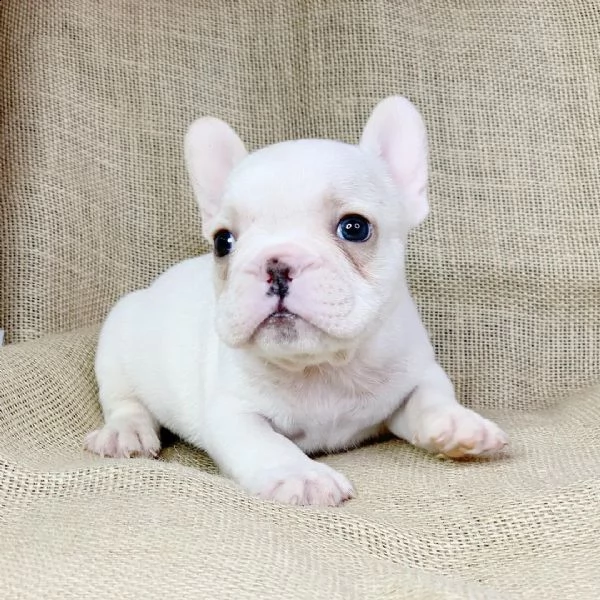 i bellissimi cuccioli di bulldog francese 