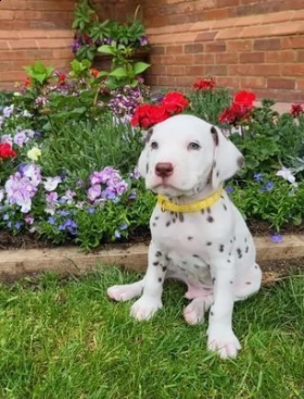  stupendi cuccioli dalmata