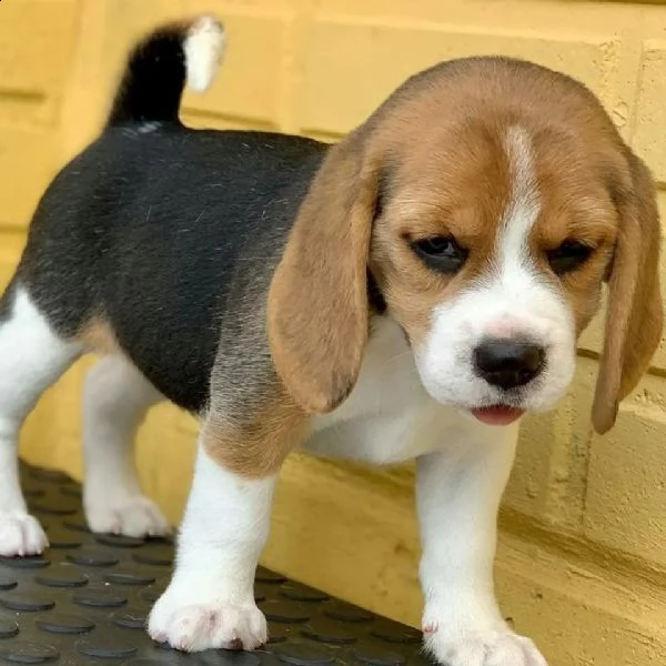 regalo beagle cuccioli meravigliosi ! 