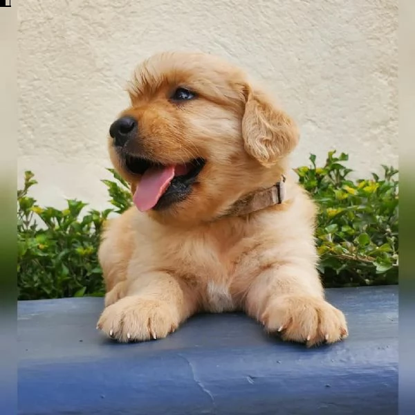 bellissimi cuccioli di golden!!!!