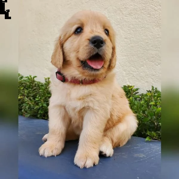 bellissimi cuccioli di golden!!!! | Foto 0