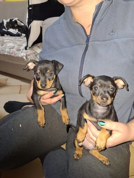 Cuccioli pinscher 