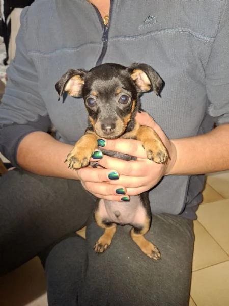 Cuccioli pinscher  | Foto 3