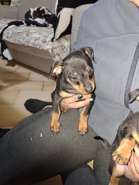 Cuccioli pinscher  | Foto 2