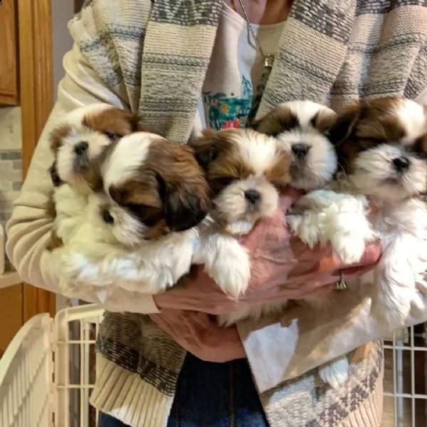 vendo adorabili cuccioli di shih tzu per gli amanti degli animali