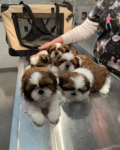 vendo adorabili cuccioli di shih tzu per gli amanti degli animali | Foto 0