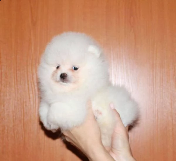 cuccioli di pomerania per l'adozione