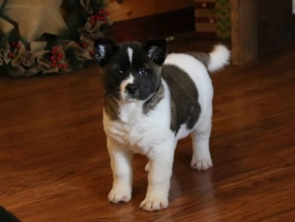 regalo akita cuccioli meravigliosi ! 