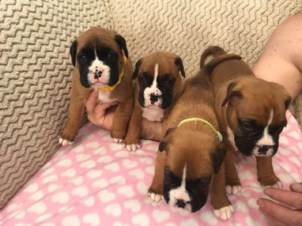 regalo cuccioli di boxer...