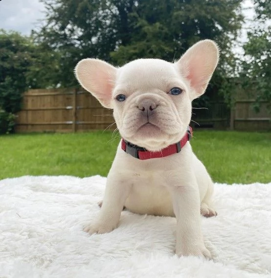 cuccioli di bouledogue francesi