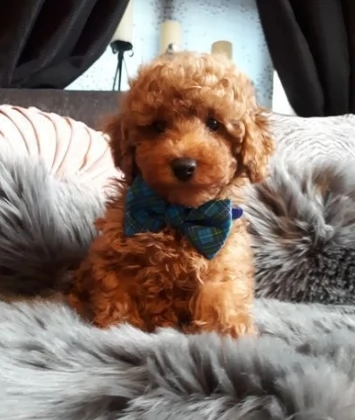 cuccioli bellissimi barboncino toy