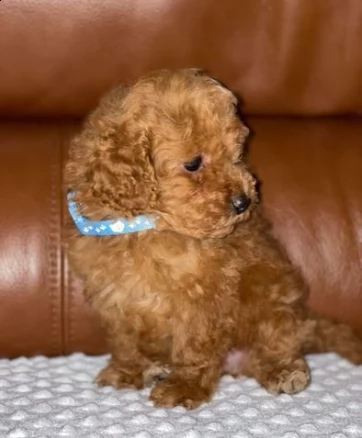 due cuccioli di barboncini rosso