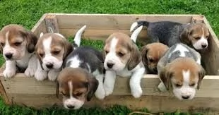 cuccioli di beagle giocosi pronti