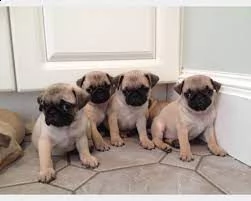 disponibili cuccioli di carlino giocosi