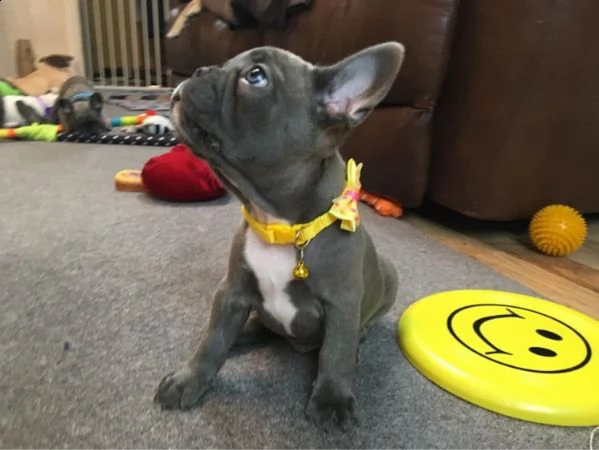 vendo bellissimi cuccioli di bulldog francese