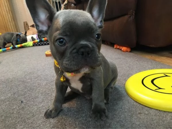 vendo bellissimi cuccioli di bulldog francese | Foto 0