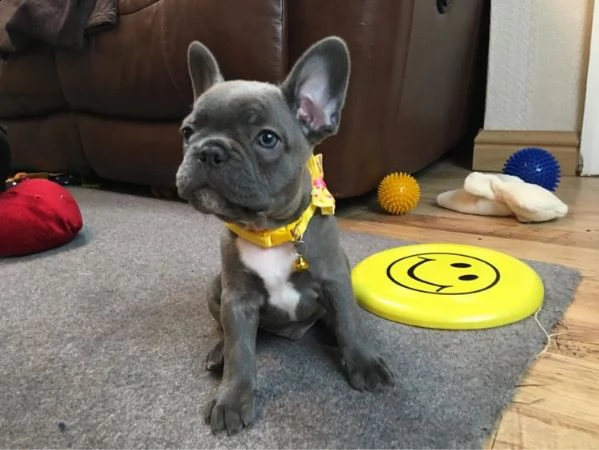 vendita cucciolo vendita di cuccioli di bulldog francese registrati sani.
