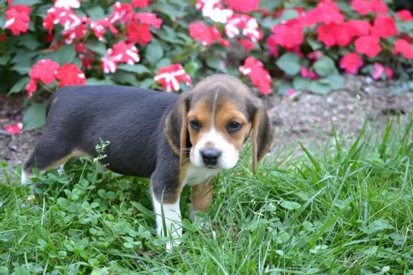 regalo cucciolo cuccioli simil segugio/ beagle
