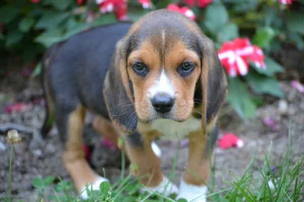 vendita splenditi ultimi cuccioli di beagle