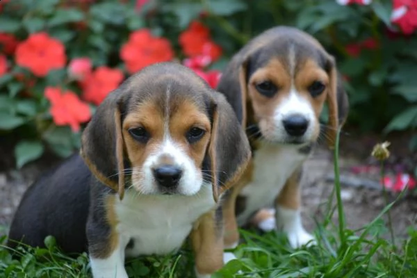 vendita cucciolo cuccioli beagle tricolore | Foto 0