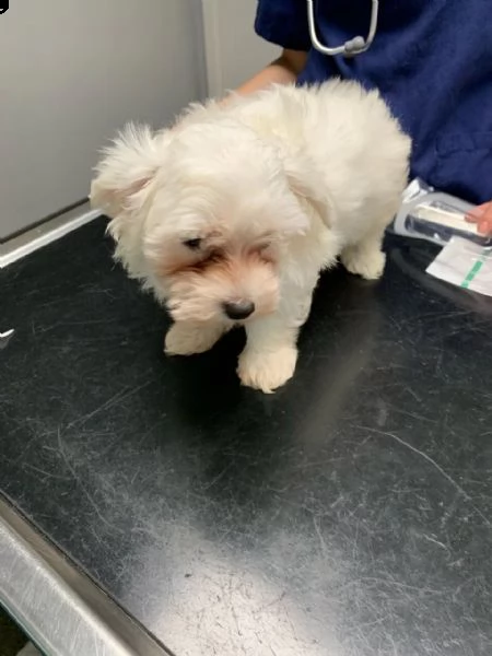 vendita cucciolo cuccioli di maltesi toy koreani