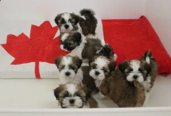 vendita cucciolo shihtzu cuccioli