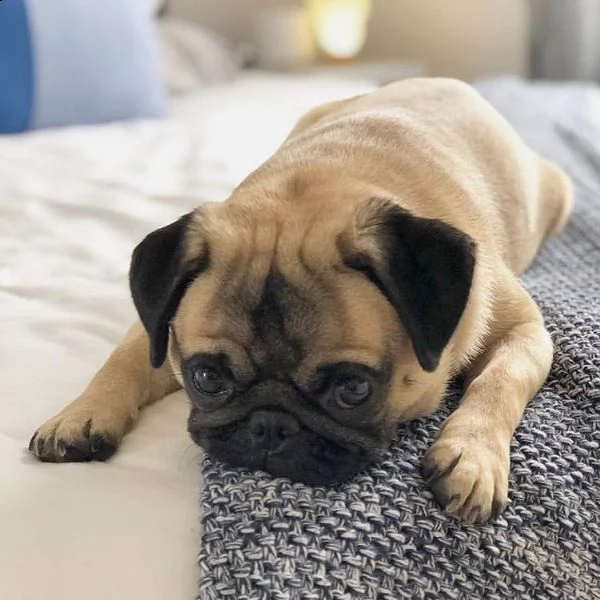 cuccioli di bulldog francese per l'adozione