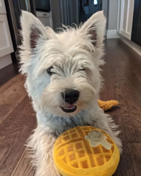 adorabili cuccioli  west highland terrier bianco  femminucce e maschietti disponibili