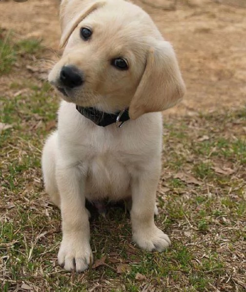  regalo cuccioli carlino ciao siamo un piccolo allevamento amatoriale abbiamo a disposizone degli sp