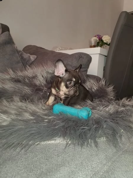vendita cucciolo cuccioli di bulldog francese | Foto 0