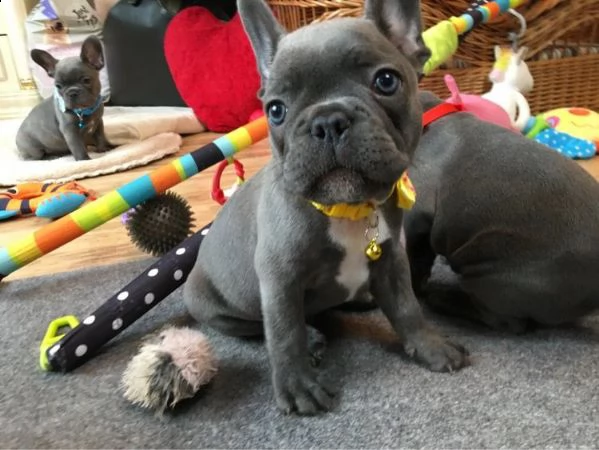 vendita cucciolo bulldog francese | Foto 0