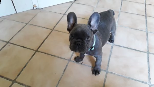 vendita cucciolo cuccioli di bull dog francese