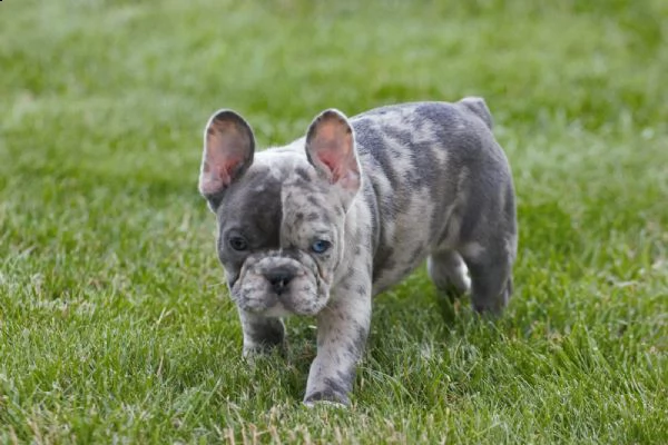 vendita cucciolo cuccioli bulldog francese 23 | Foto 0