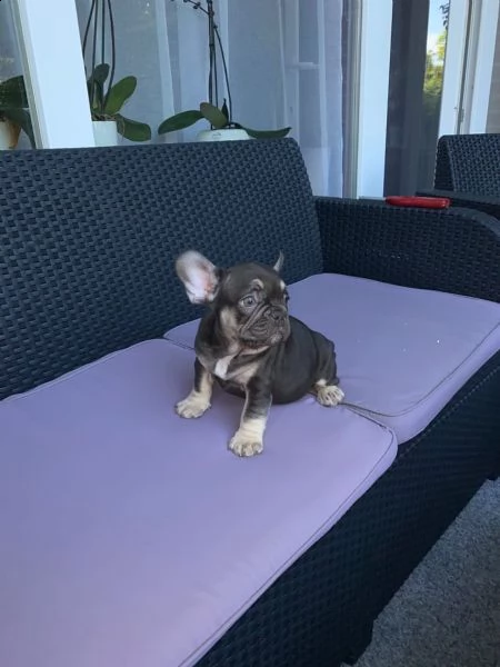 vendita cucciolo bulldog francese esotico blue tan
