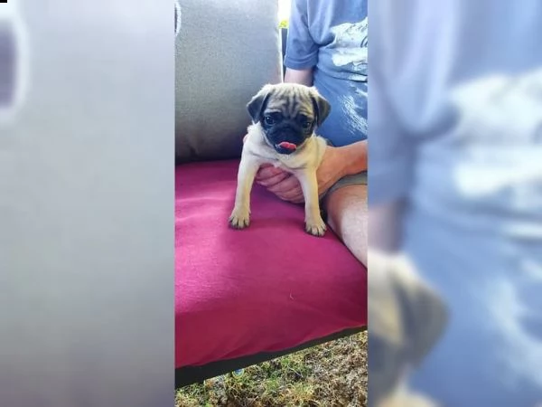 carlino cuccioli con pedigre enci