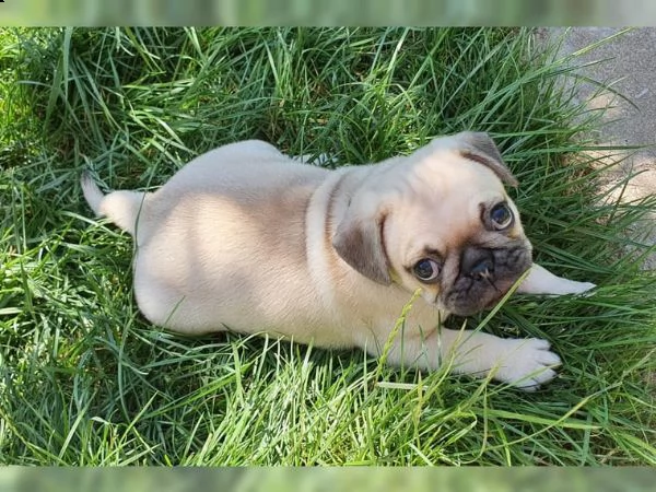 cuccioli di carlino maschi e femmine
