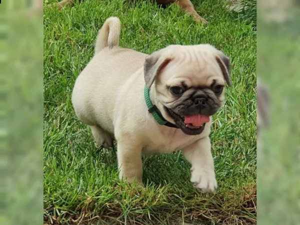 cuccioli di carlino fulvo