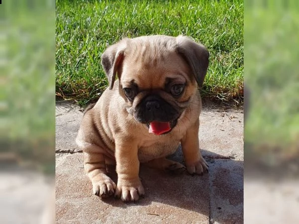 disponibili splendidi cuccioli di carlino