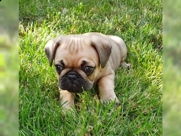 ultima cucciola di carlino disponibile