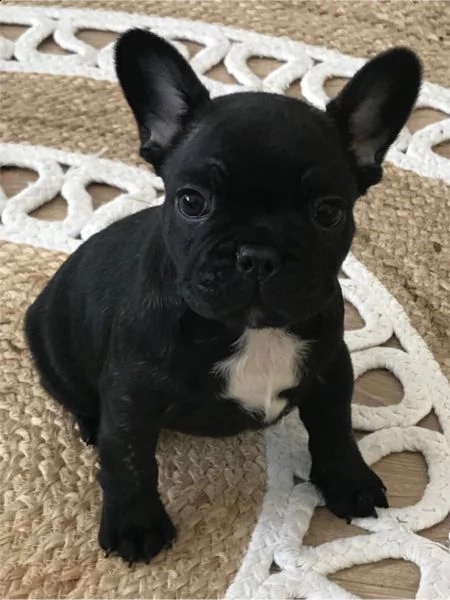 simpatici cuccioli di bulldog maschio | Foto 2