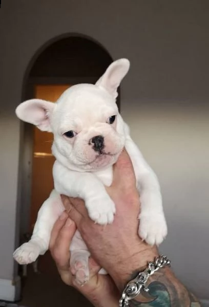 simpatici cuccioli di bulldog maschio | Foto 0
