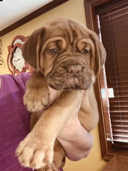 regalo cuccioli di dogue de bordeaux 